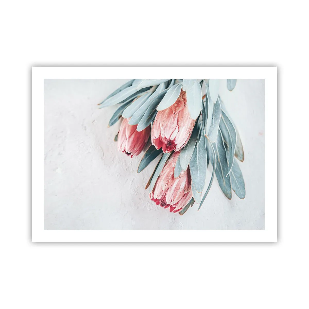 Plakat - Skammer sig over deres egen skønhed - 70x50 cm