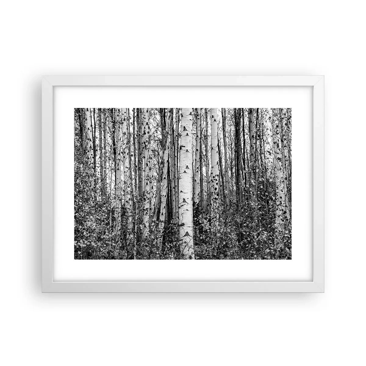 Plakat i hvid ramme - Kolonnade af birk - 40x30 cm