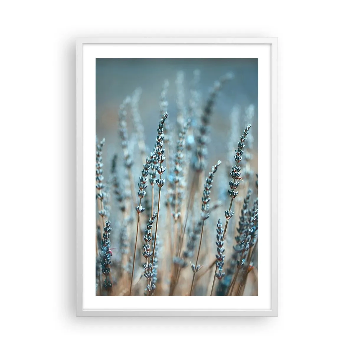 Plakat i hvid ramme - Duftende plet - 50x70 cm