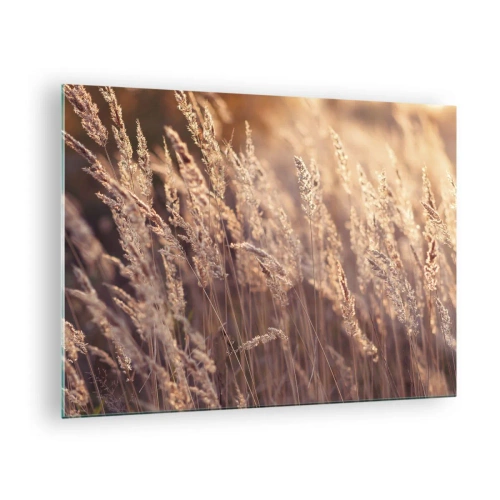 Billede på glas - Gyldne græsser oplyst af den nedgående sols stråler - 70x50cm - Klar til at byde efteråret velkommen - Moderne vægdekoration til stue og soveværelse ARTTOR