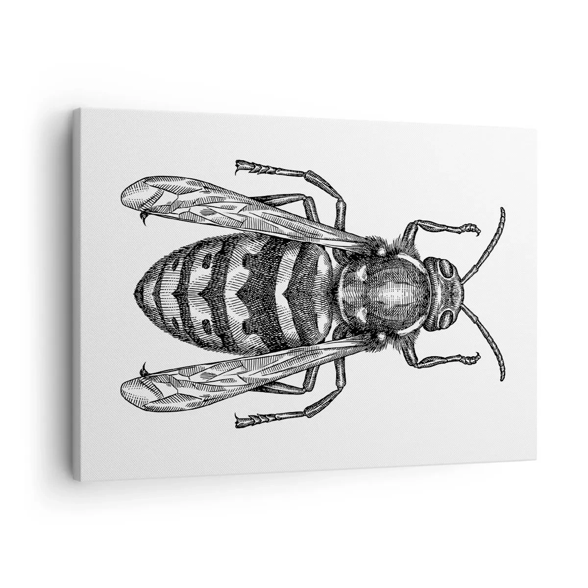 Lærredstryk - Billede på lærred - Fra en insektplanet - 70x50 cm