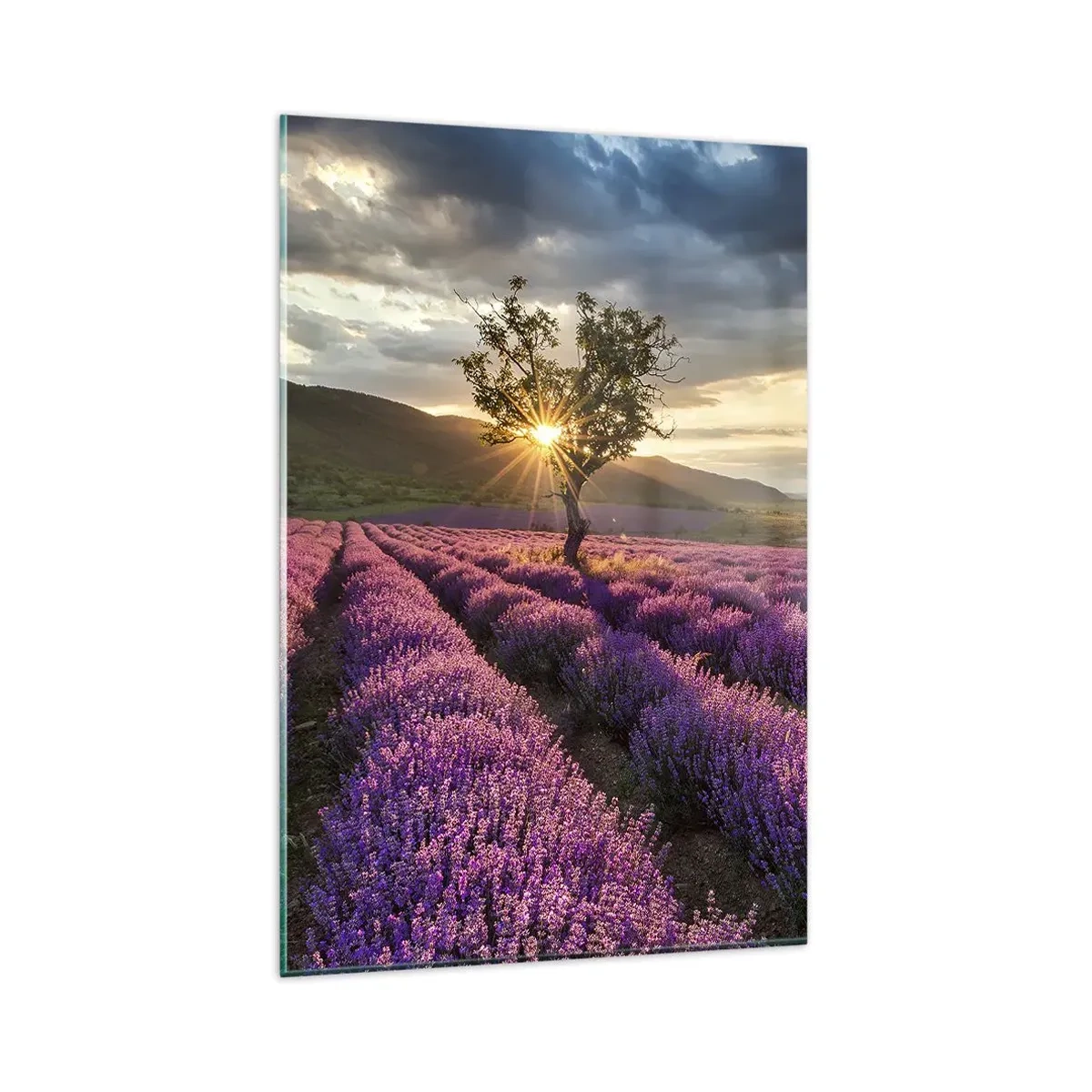 Billede på glas - Lilla aroma - 80x120 cm