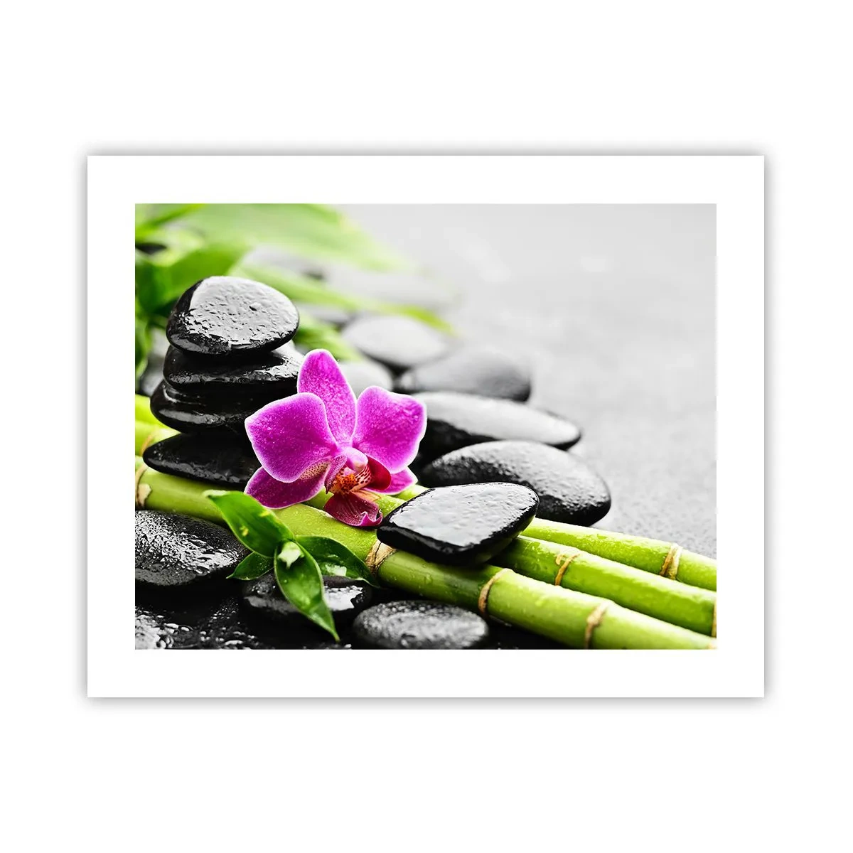 Plakat - I en fredelig balance - 50x40 cm
