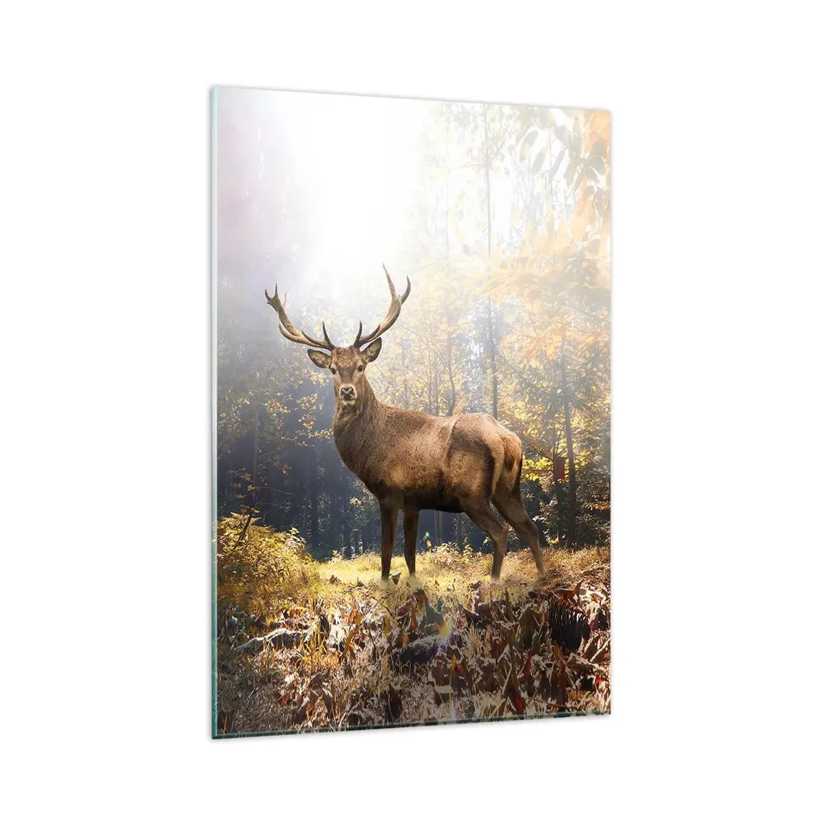 Billede på glas - I fuld majestæt - 80x120 cm