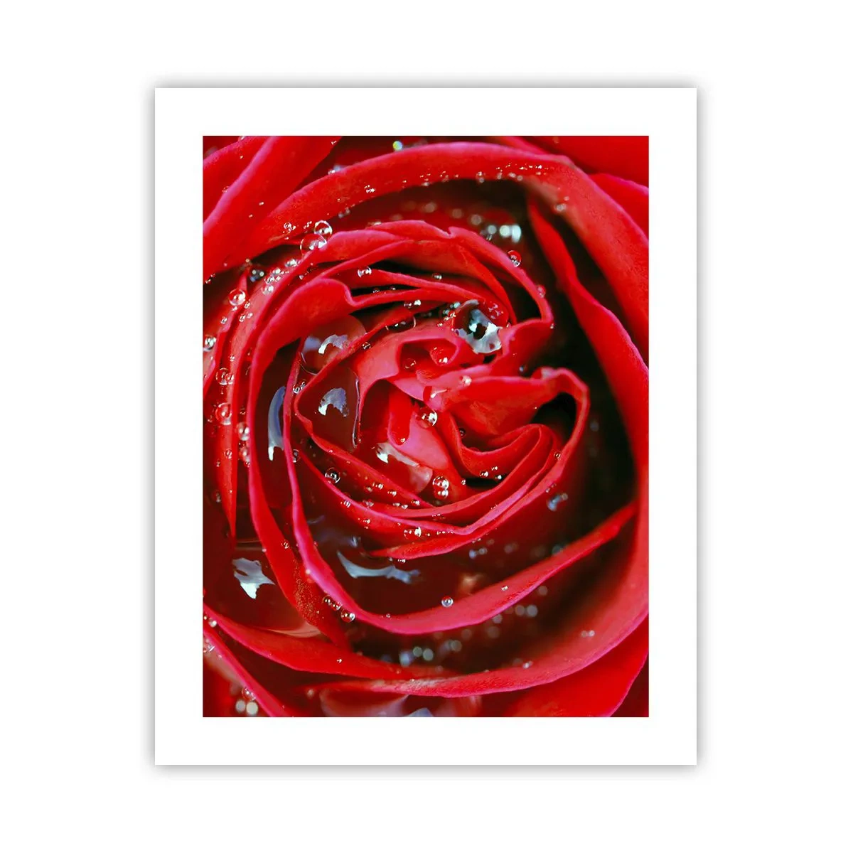 Plakat - I dråber af dug - 40x50 cm