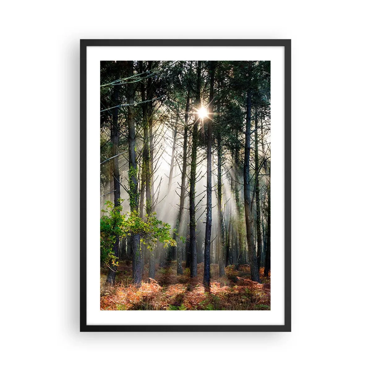 Plakat i sort ramme - Magiske solstråler i skovlandskabet - 50x70cm - Skovens vildnis - Moderne vægdekoration til stue og soveværelse ARTTOR