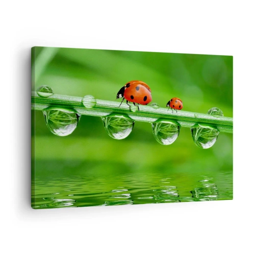 Lærredstryk - Billede på lærred - Mariehøns på et græsstrå med dugdråber i naturlige omgivelser - 70x50cm - På farten hele sommeren - Moderne vægdekoration til stue og soveværelse ARTTOR