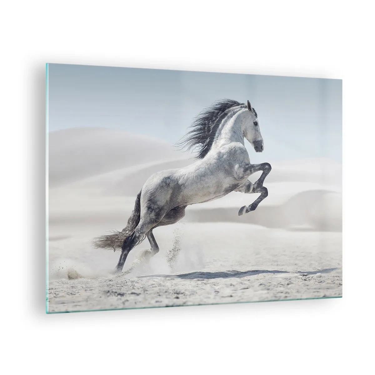 Billede på glas - En hvid hest springer mod en baggrund af ørkenklitter - 70x50cm - Arabisk prins - Moderne vægdekoration til stue og soveværelse ARTTOR