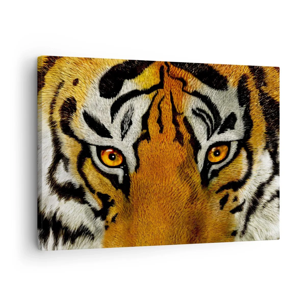 Lærredstryk - Billede på lærred - Nærbillede af en tiger med et intenst blik - 70x50cm - Truende og smuk - Moderne vægdekoration til stue og soveværelse ARTTOR