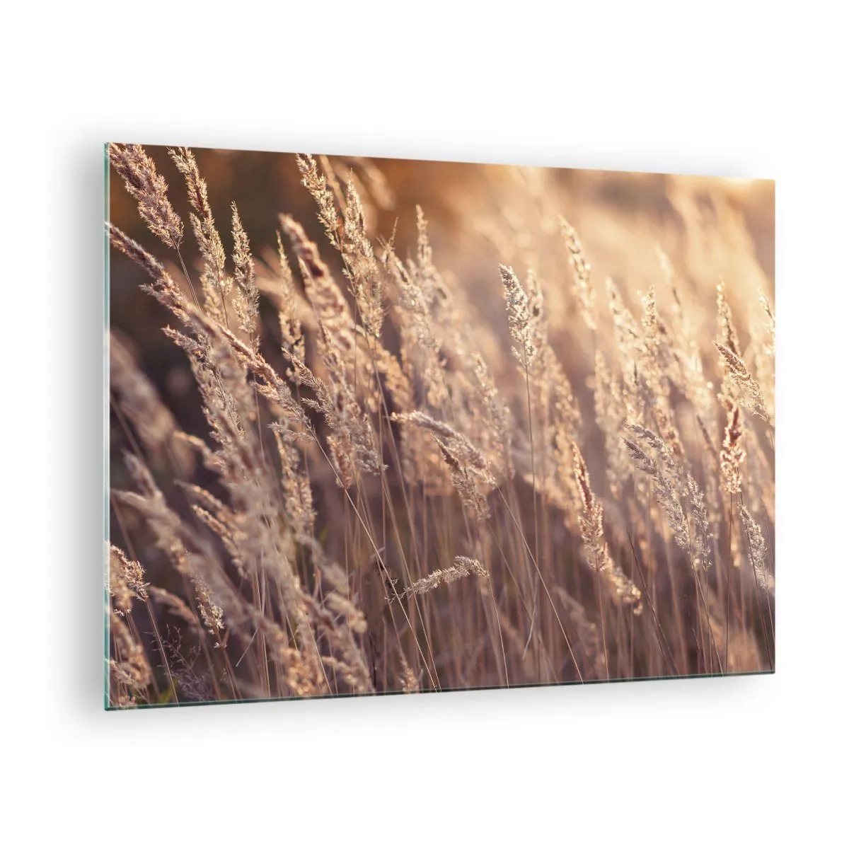 Billede på glas - Gyldne græsser oplyst af den nedgående sols stråler - 70x50cm - Klar til at byde efteråret velkommen - Moderne vægdekoration til stue og soveværelse ARTTOR