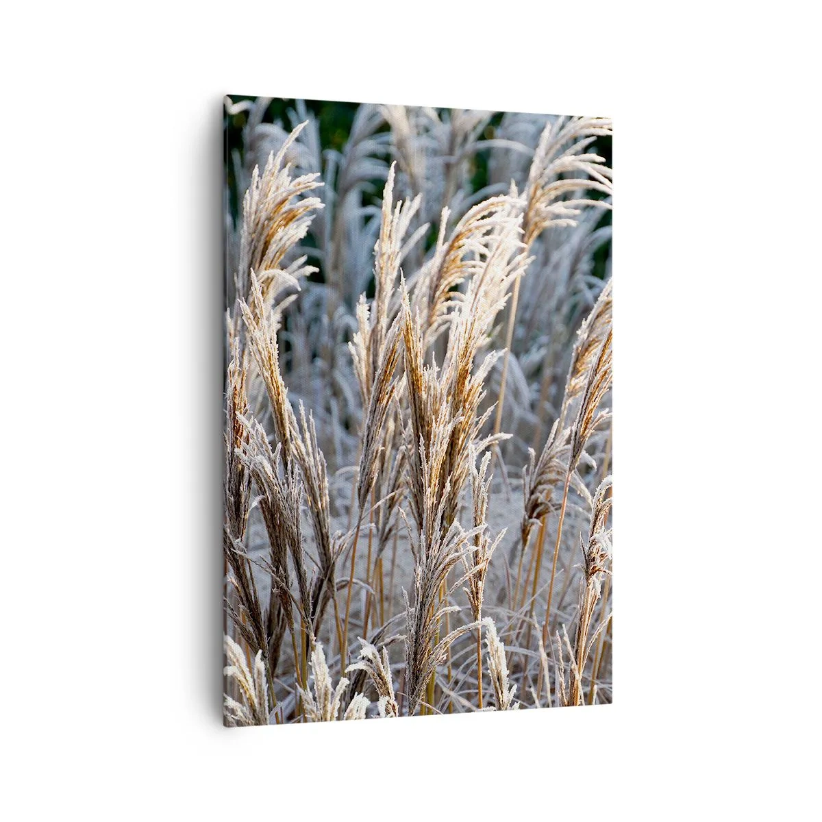 Lærredstryk - Billede på lærred - Pyntet med frost - 70x100 cm