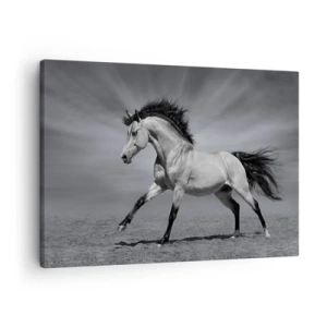 Lærredstryk - Billede på lærred - En sort og hvid hest i en dynamisk positur i ørkenen. - 70x50cm - Født til glæde - Moderne vægdekoration til stue og soveværelse ARTTOR