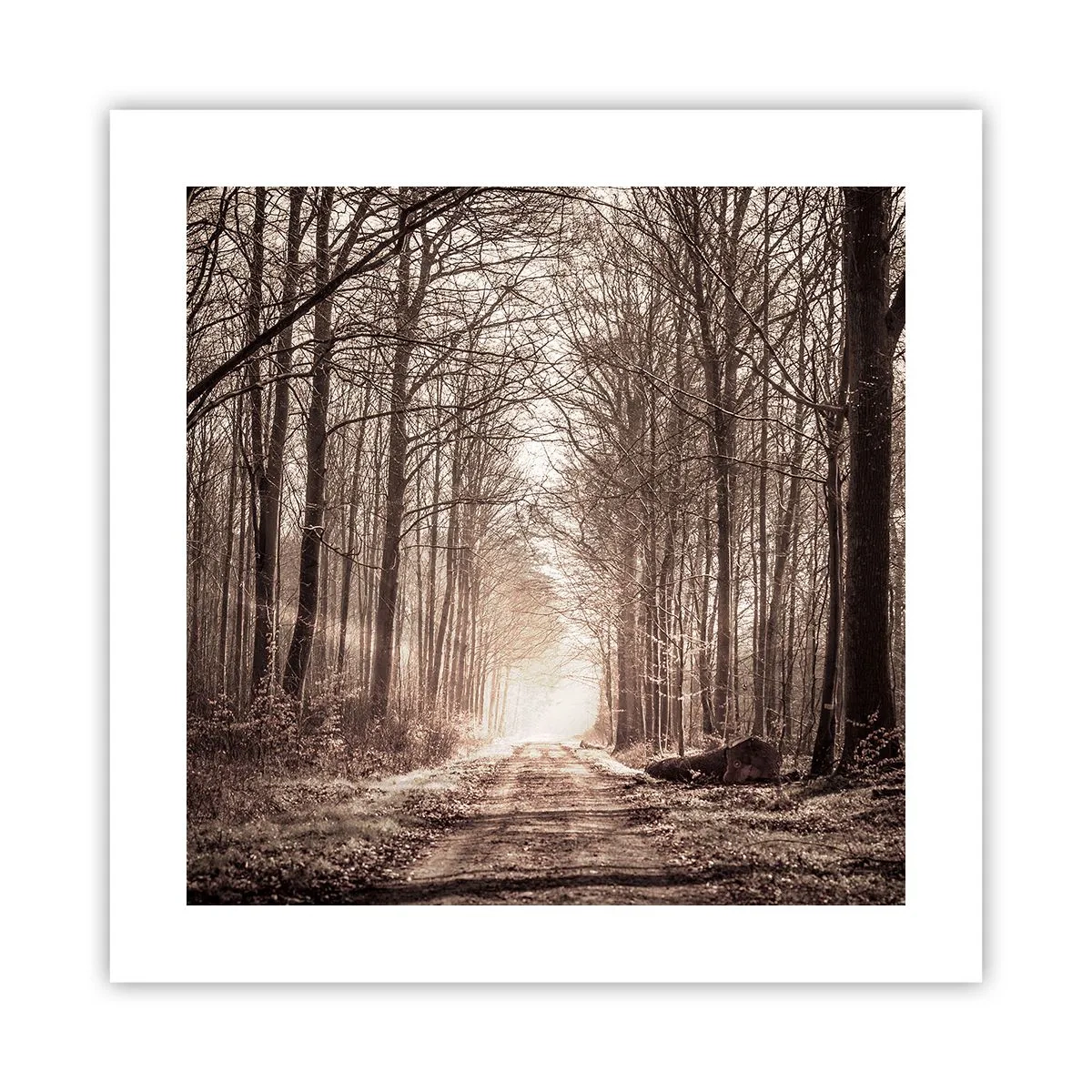 Plakat - Skovkatedralen - 40x40 cm