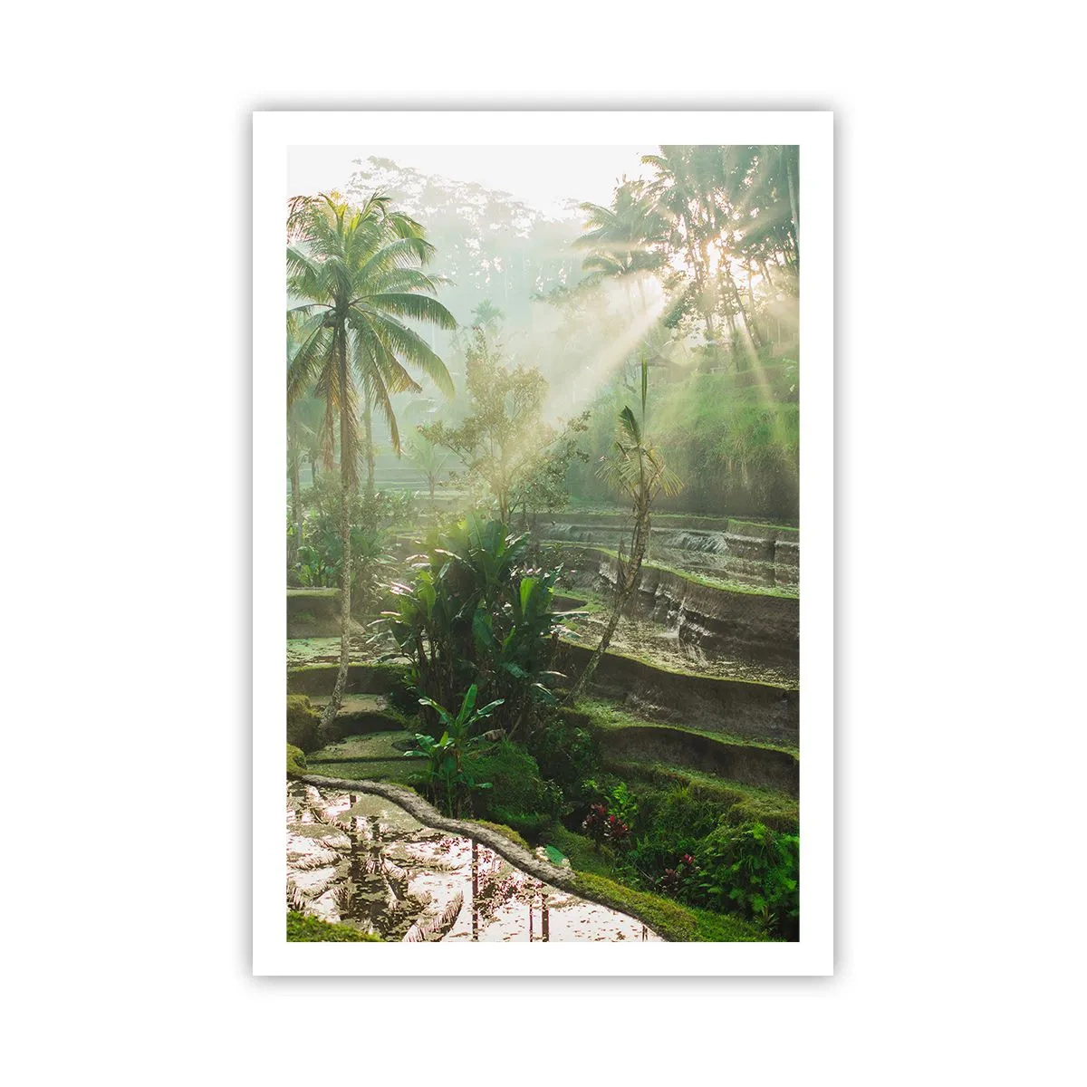 Plakat - Voksende op i solen - 61x91 cm