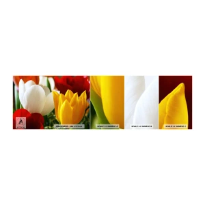 Prøve Fototapet Selvklæbende Deluxe Sticker - Tulipanfeber - Blomster, Tulipaner, Buket blomster - 100x30 cm