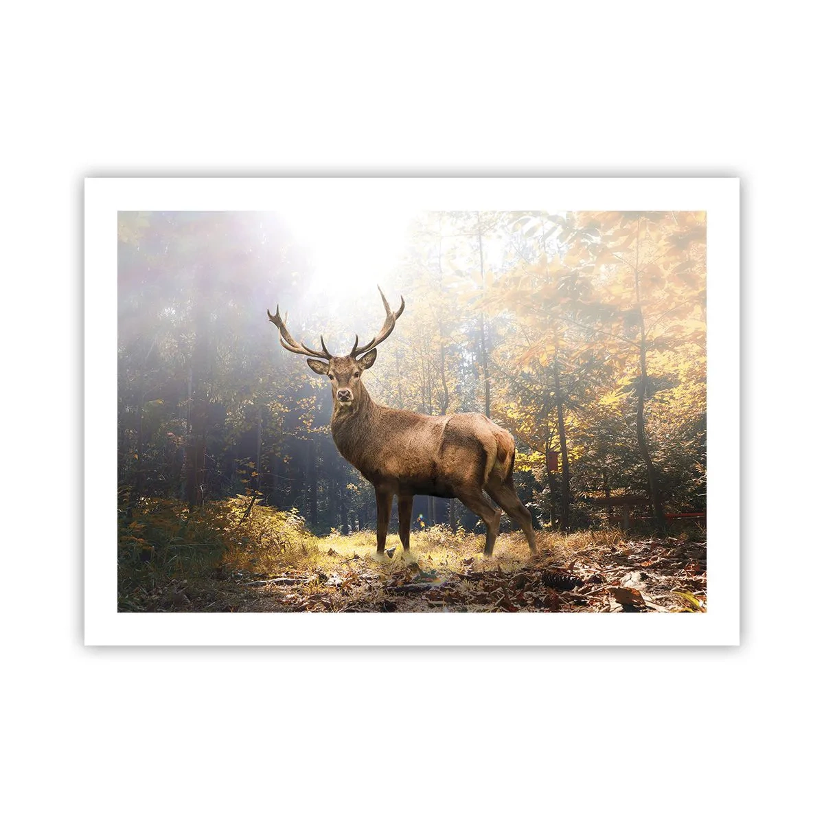 Plakat - I fuld majestæt - 70x50 cm