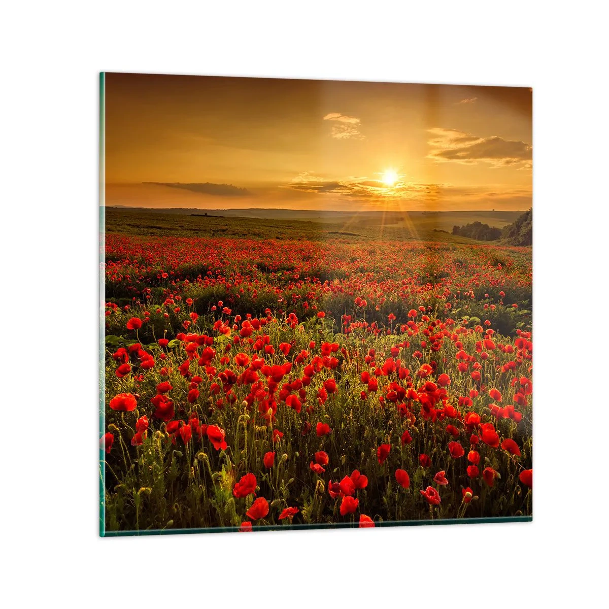 Billede på glas - Blandt bølgerne af raslende enge, blandt flodblomster - 50x50 cm