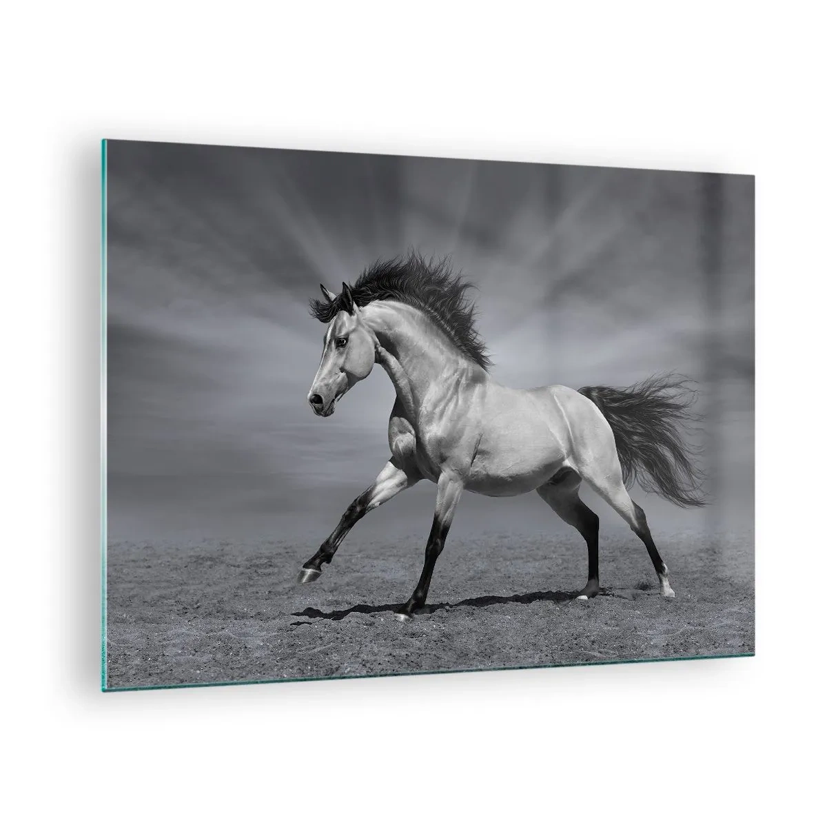 Billede på glas - Et sort-hvidt foto af en hest, der galoperer på en åben mark. - 70x50cm - Født til glæde - Moderne vægdekoration til stue og soveværelse ARTTOR