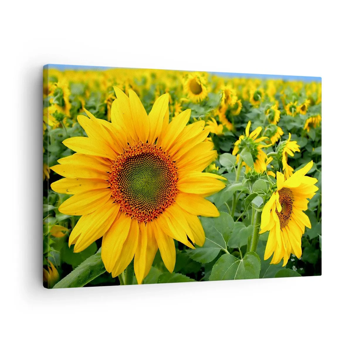 Lærredstryk - Billede på lærred - En mark med solsikker med gule blomster mod en baggrund af grønne blade - 70x50cm - Hundredvis af sole blussede op - Moderne vægdekoration til stue og soveværelse ARTTOR