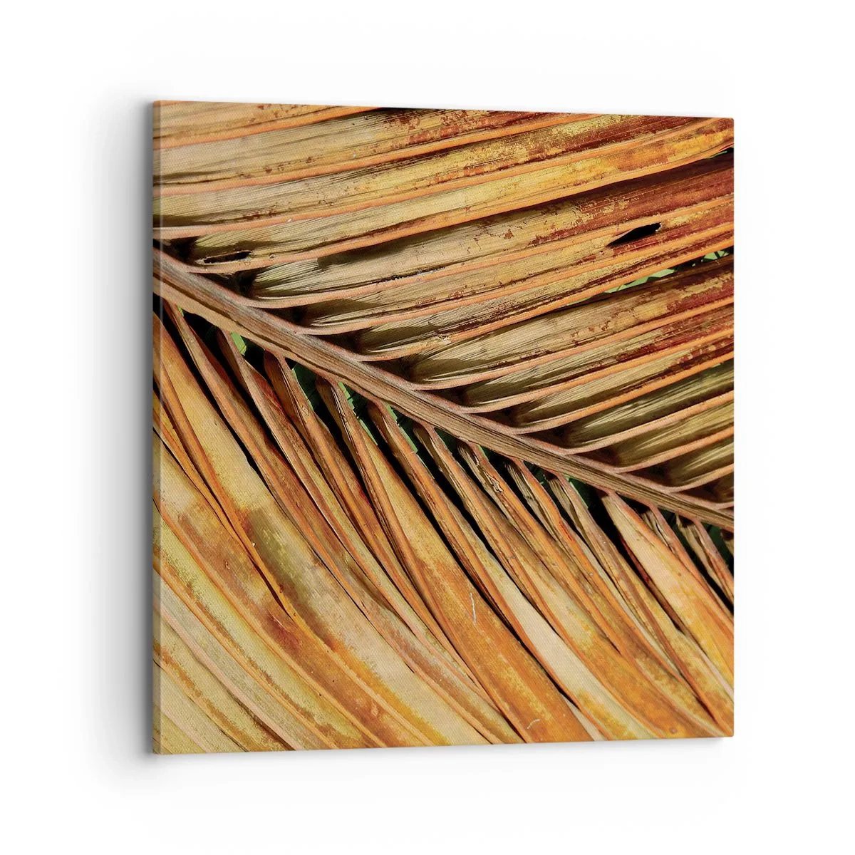 Lærredstryk - Billede på lærred - Kokosnød guld - 70x70 cm