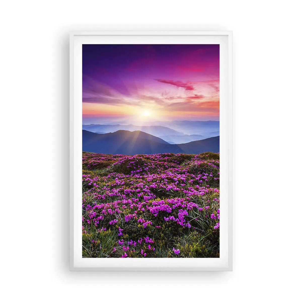 Plakat i hvid ramme - Urter duftede friske bundter fra niw - 61x91 cm