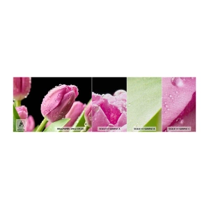Prøve Fototapet Premium Canvas - En lilla drøm i duggen - Blomster, Tulipaner, Buket blomster - 100x30 cm