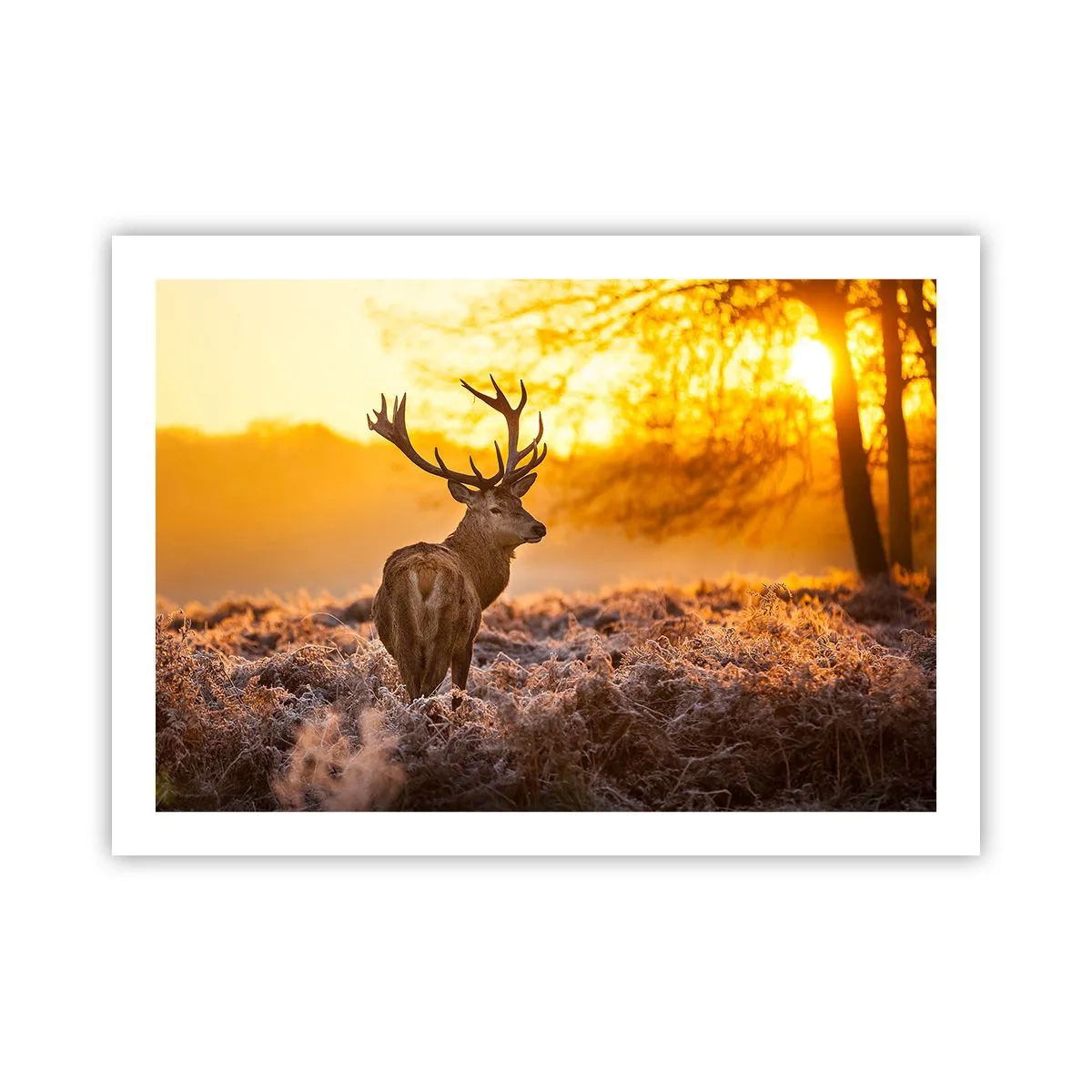 Plakat - Kongen af efterårsskoven - 70x50 cm