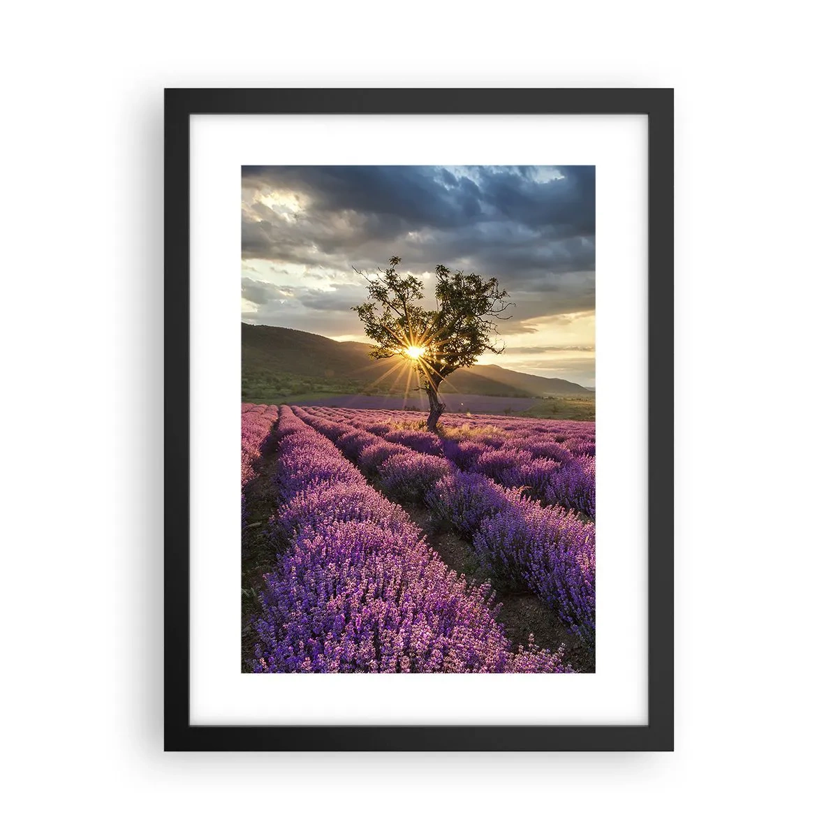 Plakat i sort ramme - Lilla aroma - 30x40 cm