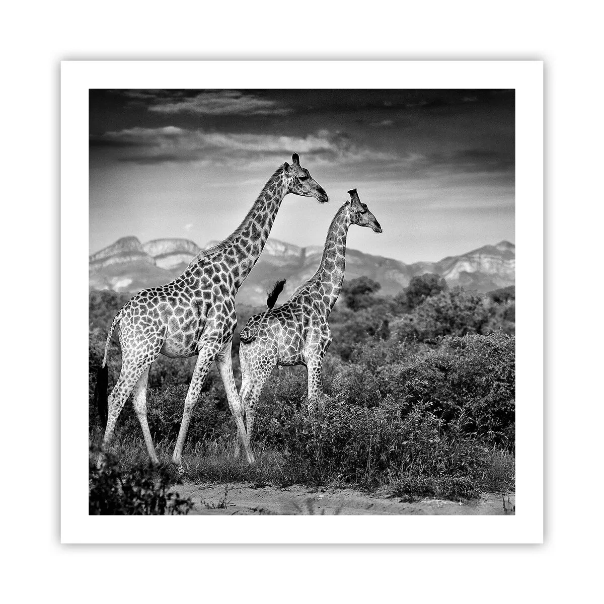 Plakat - Afrikas overklasse - 60x60 cm