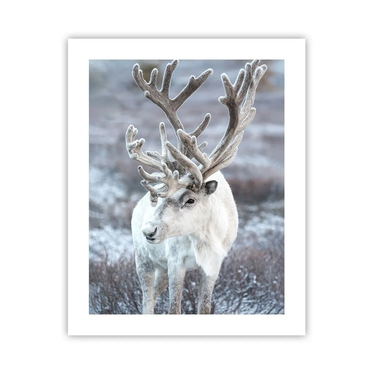 Plakat - Portræt i solen - 40x50 cm