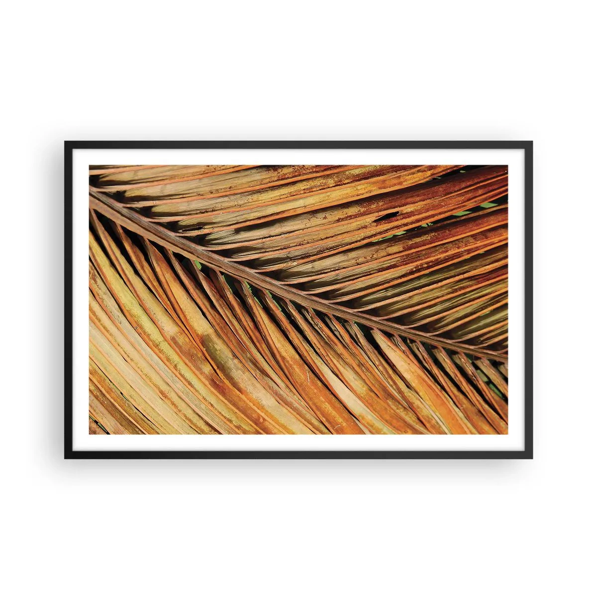 Plakat i sort ramme - Kokosnød guld - 91x61 cm