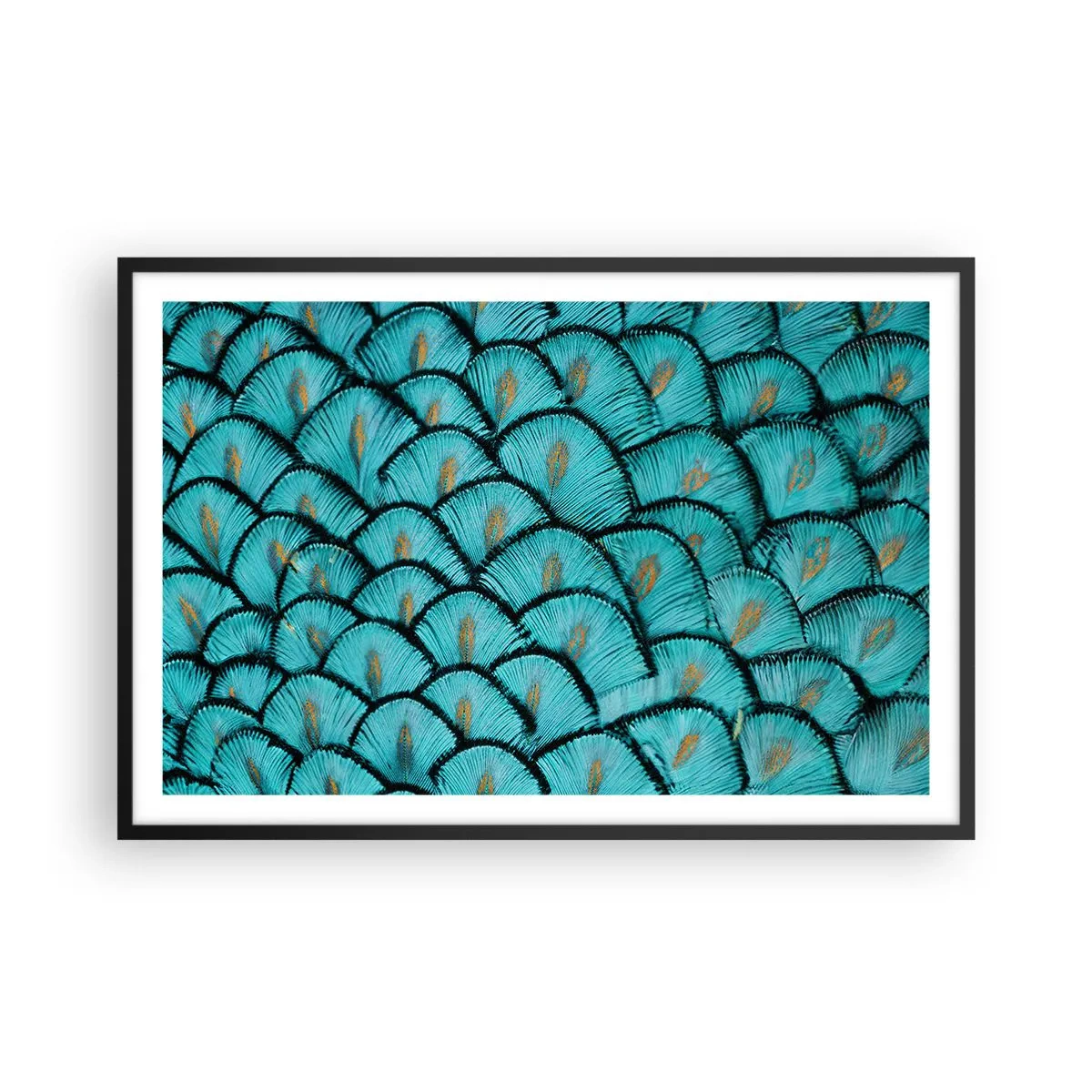 Plakat i sort ramme - Den store fjer-galla - 91x61 cm