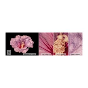 Prøve Fototapet Premium Sand - Lige i hjertet - Blomst, Stykke, Grafik - 100x30 cm