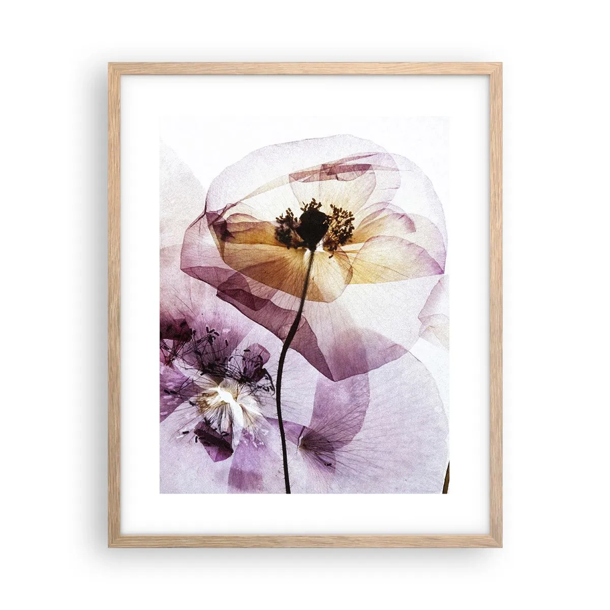 Plakat i ramme af lyst egetræ - Blomsterlegeme dias - 40x50 cm