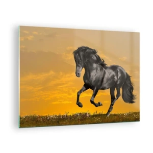 Billede på glas - En sort hest galoperer mod den nedgående sol - 70x50cm - Smuk, fri og vild - Moderne vægdekoration til stue og soveværelse ARTTOR