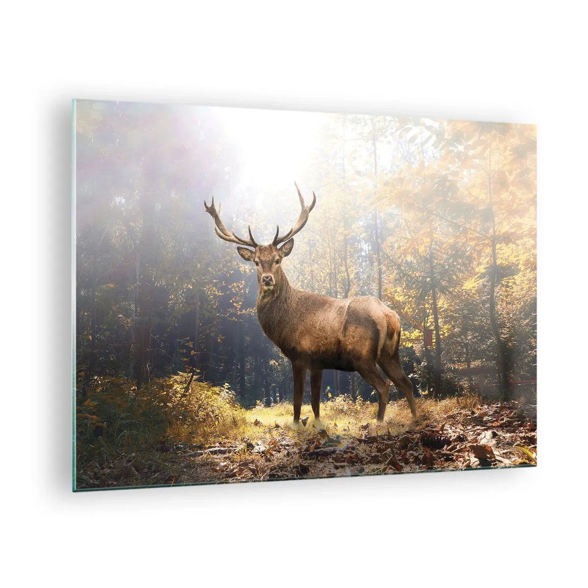 Billede på glas - En statelig hjort i en solbeskinnet efterårsskov - 70x50cm - I fuld majestæt - Moderne vægdekoration til stue og soveværelse ARTTOR
