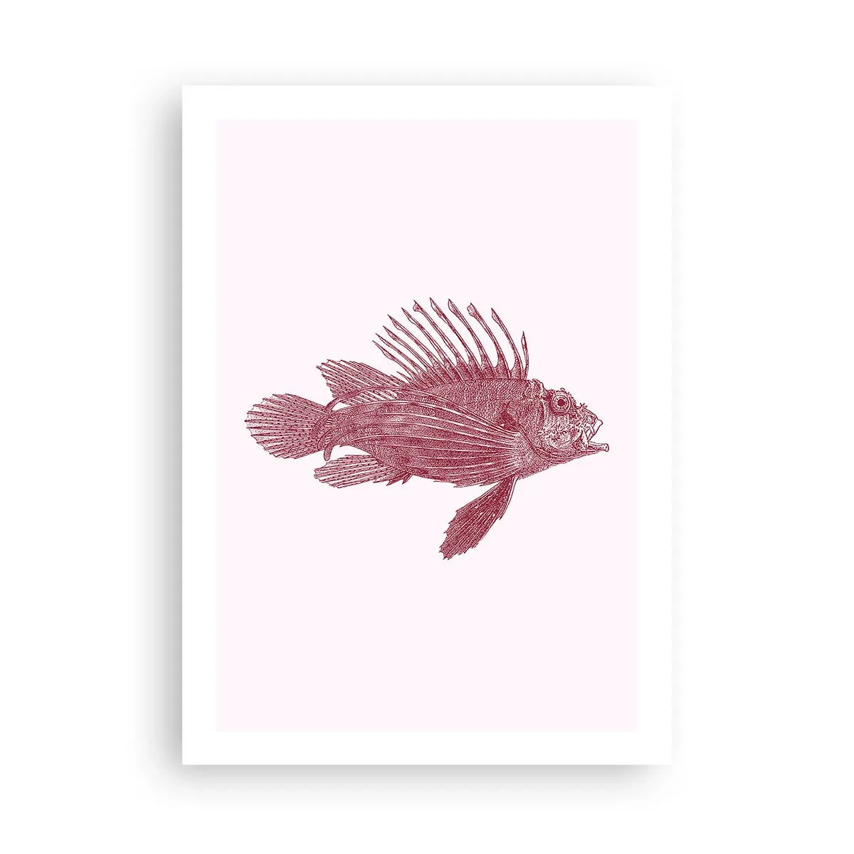 Plakat - En beboer i eksotiske farvande - 50x70 cm