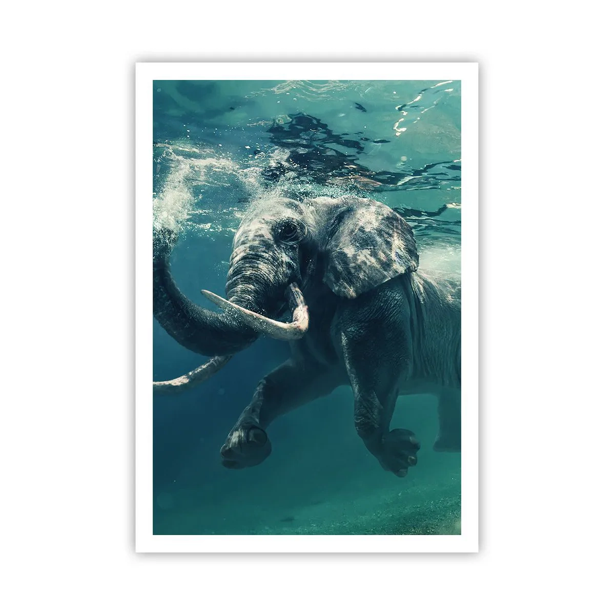 Plakat - Alle kan lide at svømme - 70x100 cm