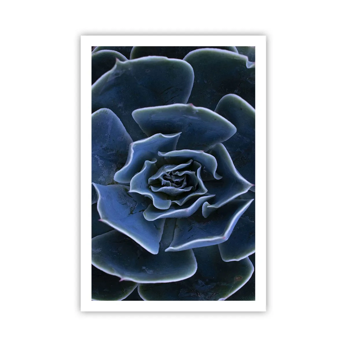 Plakat - Ørkenblomst - 61x91 cm