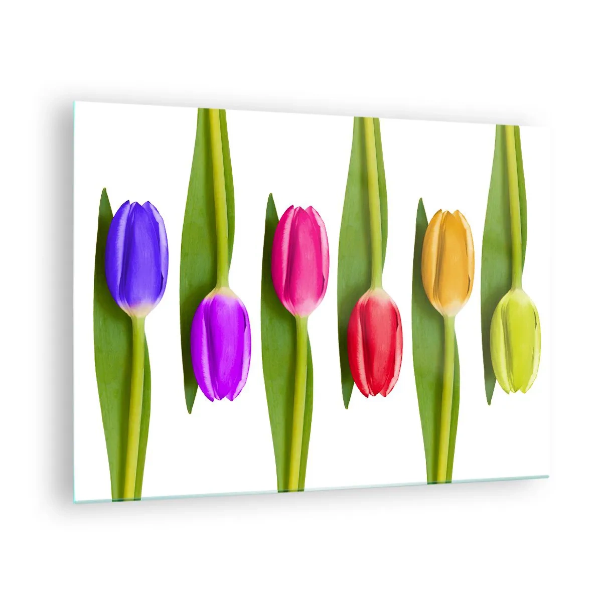Billede på glas - Farverige tulipaner arrangeret på en hvid baggrund - 70x50cm - Regnbuesammensætning - Moderne vægdekoration til stue og soveværelse ARTTOR
