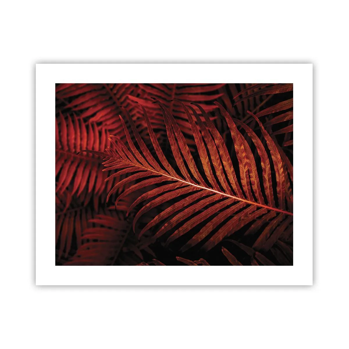 Plakat - Livets varme - 50x40 cm