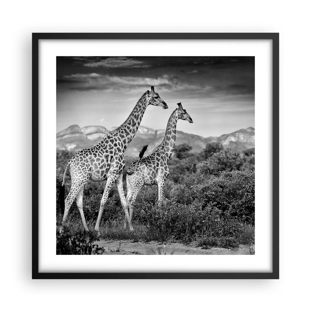 Plakat i sort ramme - Afrikas overklasse - 50x50 cm