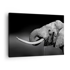 Lærredstryk - Billede på lærred - Sort-hvidt portræt af en elefant i profil - 70x50cm - Ja, det er godt nu - Moderne vægdekoration til stue og soveværelse ARTTOR
