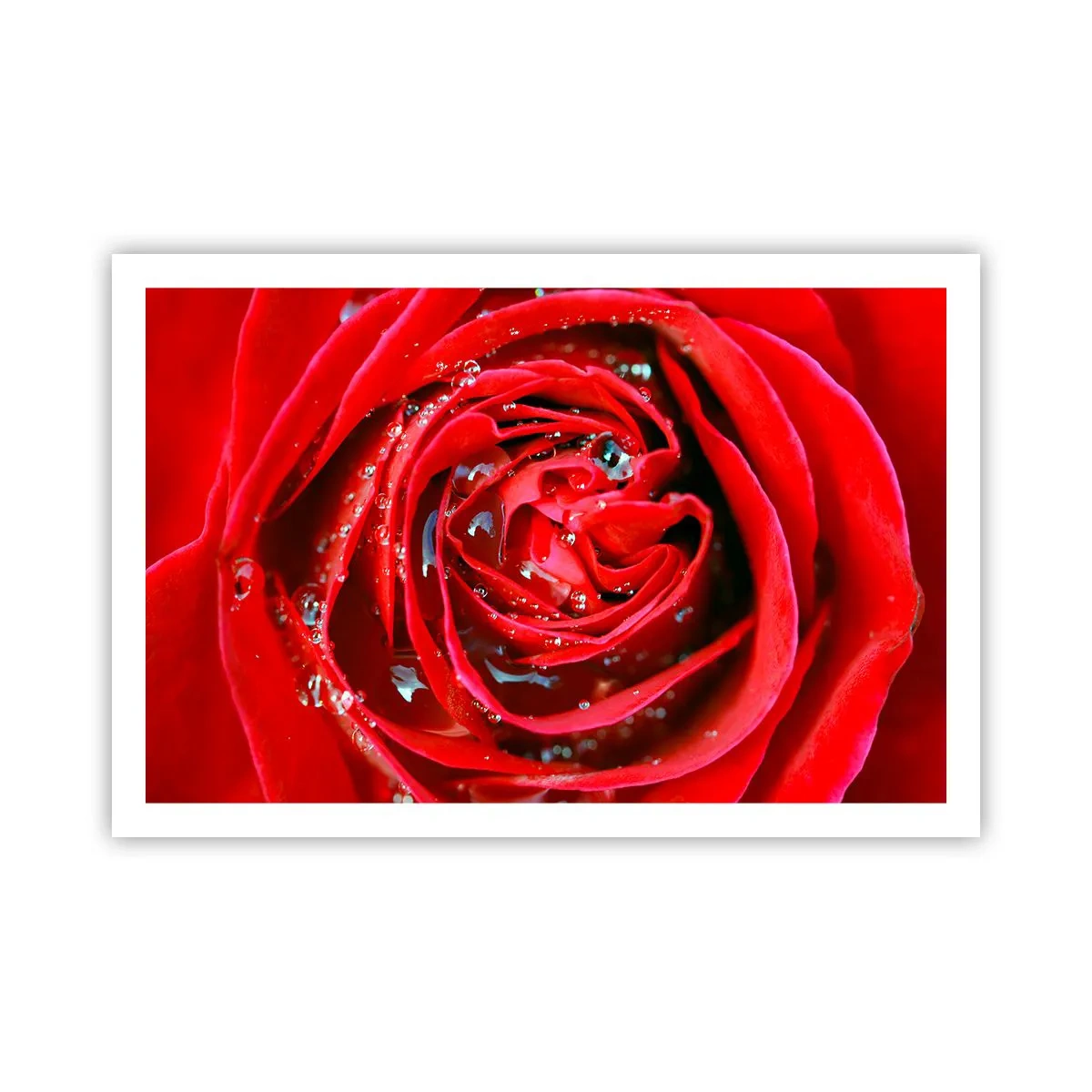 Plakat - I dråber af dug - 91x61 cm