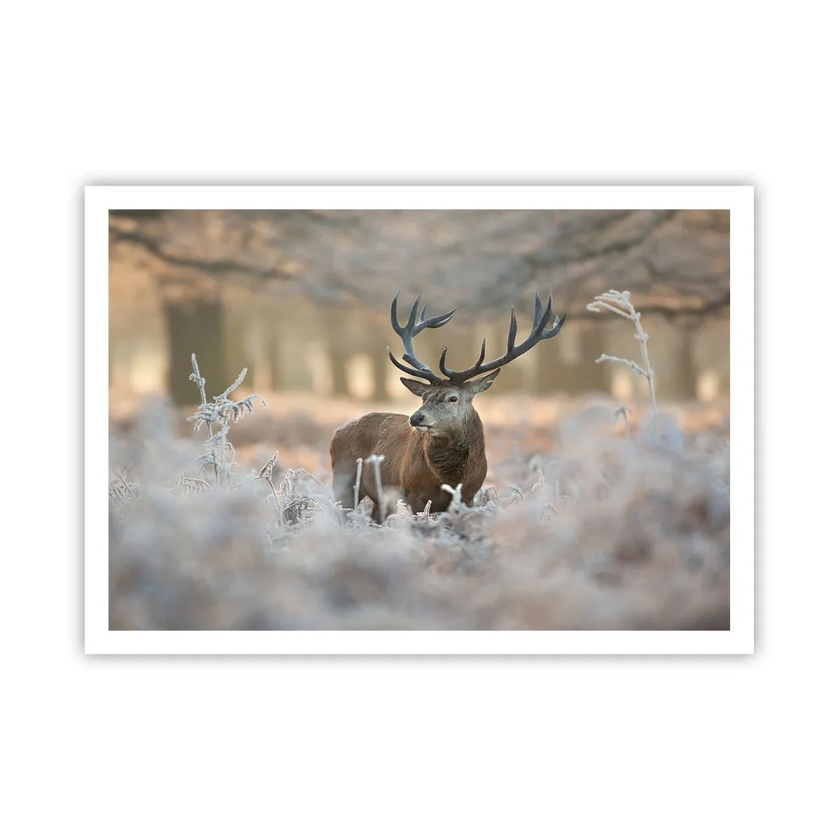 Plakat - En frisk morgen - 100x70 cm