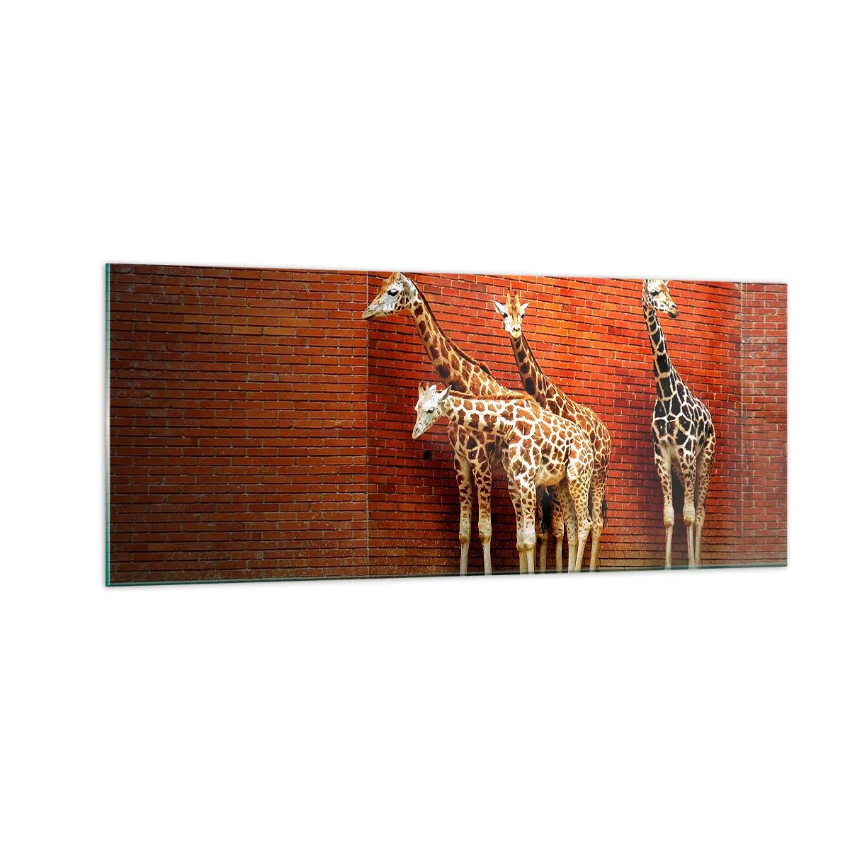 Billede på glas - Kan du se nogen akacie? - 100x40 cm