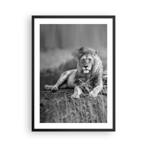 Plakat i sort ramme - Sort-hvidt portræt af en majestætisk løve mod savannens baggrund - 50x70cm - Kongelig siesta - Moderne vægdekoration til stue og soveværelse ARTTOR