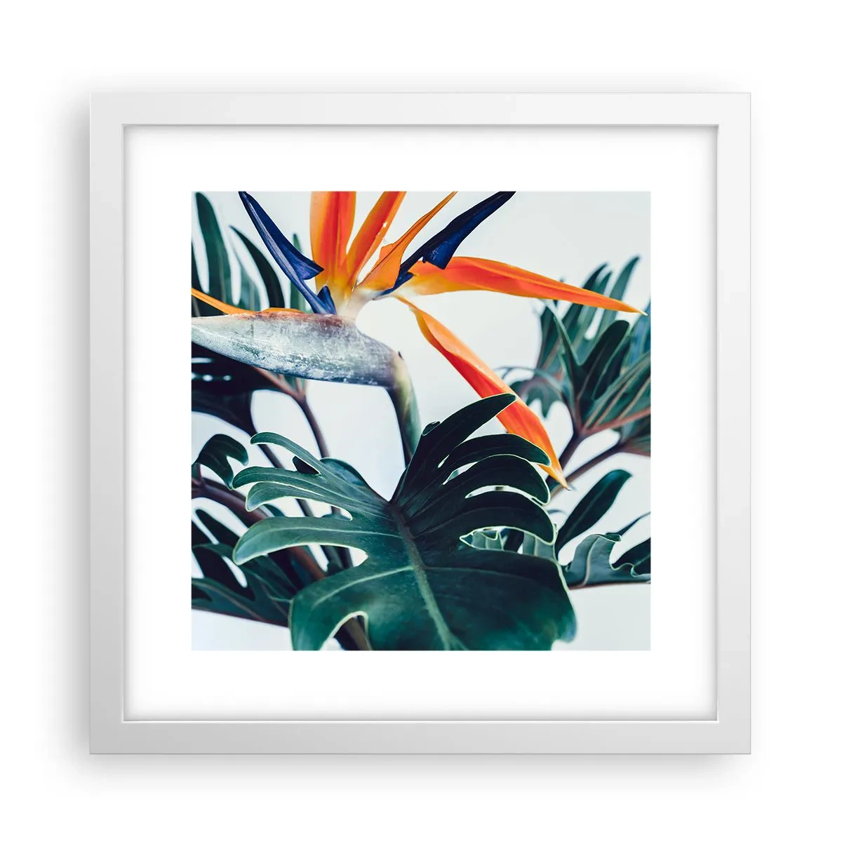 Plakat i hvid ramme - Fuglebur - 30x30 cm