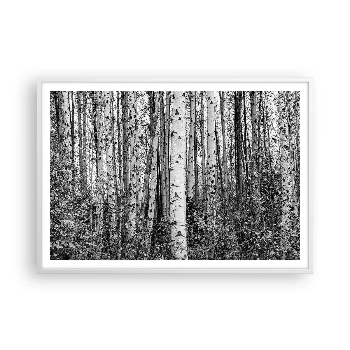 Plakat i hvid ramme - Kolonnade af birk - 100x70 cm