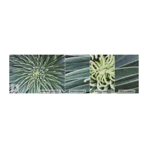 Prøve Fototapet Premium Sand - En stjernes fødsel - Agave blomst, Agave, Blomster - 100x30 cm